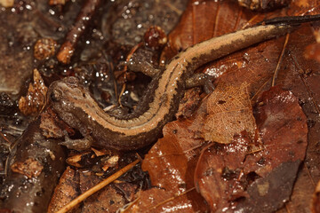 Closeup of the Russian Siberian salamander, salamandrella keyserlingii sitting on the forest floor