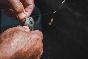 Hands removing the hook from a fish. Fisherman fishing perch. Perca fluviatilis. Common perch.