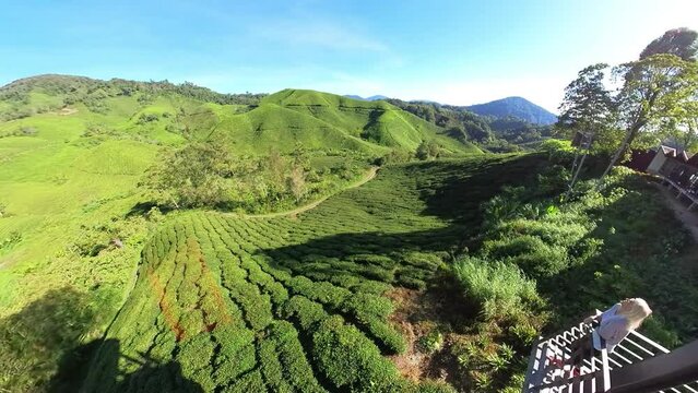 Tourist woman looking scenic views on tea plantation of Cameron Highlands in Malaysia. World highest quality tea leaves. Tea fields cover acres and consist of rolling hills and lush green tea bushes.
