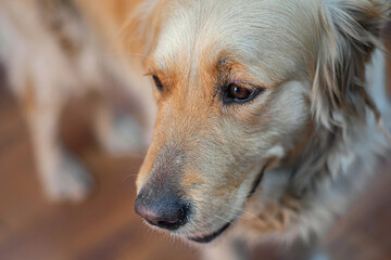 Portrait dog,happy dog looking, beautiful golden retriever. Playful pet dog playing fetch.