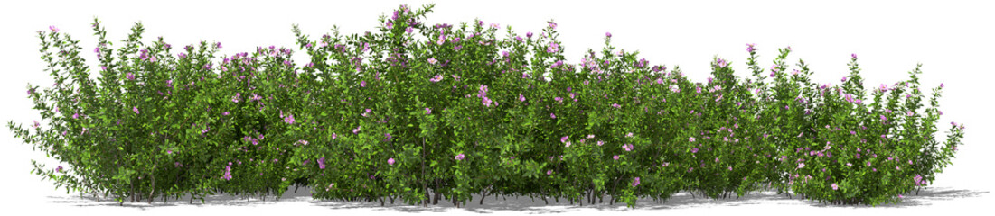 Fototapeta na wymiar cistus shrub cistus incanus medical tea plant hq arch viz cutout