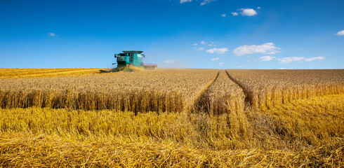 Travail dans les champs durant la moisson du blé en été. © Thierry RYO