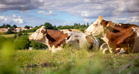 Troupeau de vache laitière en pleine nature en France