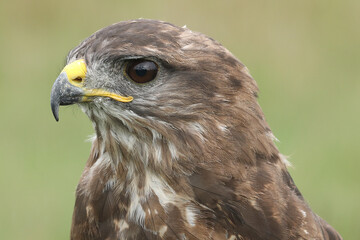 A portrait of a Common Buzzard against a green background
