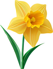 daffodil transparent background - Generative AI