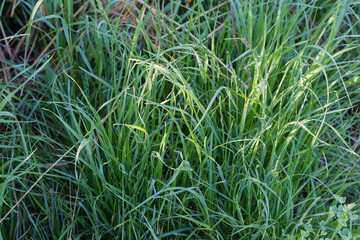 Bushes of high grass covered with morning dew in sunlight