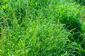 High grass covered with dew in back sunlight, selective focus