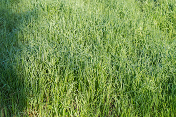 Field overgrown with high grass covered with morning dew