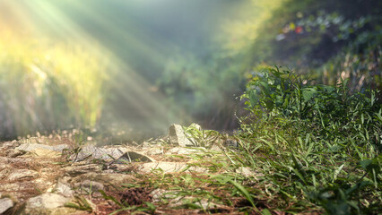 Green grass in the forest