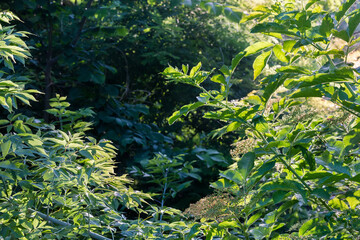Branches of ash-leaved maple and elderberry on dark background