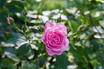 Pink garden rose close-up on a dark blurred background