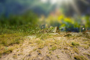 Green grass field