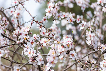 Close-up beautiful almond blossoms in spring.