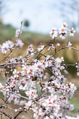 Close-up beautiful almond blossoms in spring.
