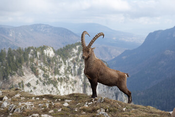Alpine Ibex (Capra Ibex) standing proud in the swiss alps (Creux du Van)