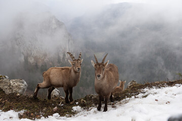 Two young ibex standing at the cliff of Creux du Van in switzerland during springtime