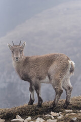 young alpine Ibex (Capra Ibex) in the swiss alps (Creux du Van)