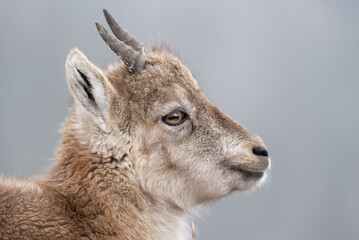 Portrait of an young alpine Ibex (Capra Ibex)