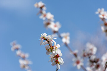 Close-up beautiful almond blossoms in spring.