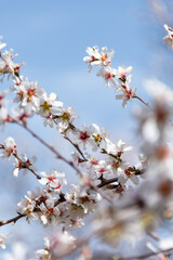 Close-up beautiful almond blossoms in spring.