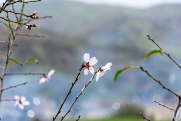 Close-up beautiful almond blossoms in spring.