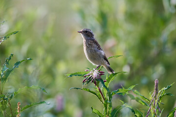 Junges Braunkehlchen in der Abendonne im Erzgebirge	