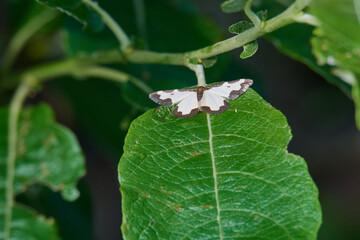 Vogelschmeiß-Spanner (Lomaspilis marginata)