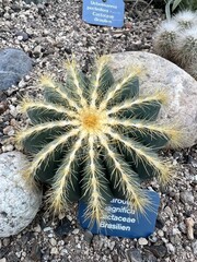 cactus nain 