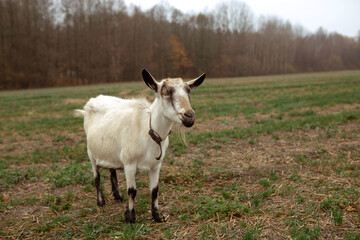 Funny goat in the field against the backdrop of the forest in the village. Place for text, calendar, poster