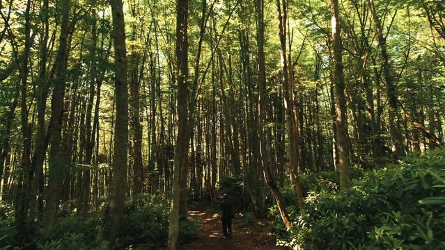 View of Forest in Zonguldak. 4K Footage in Turkey