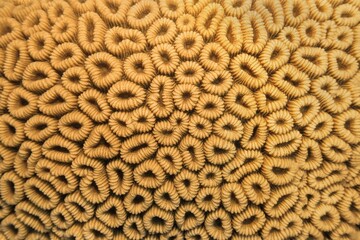Organic texture of the honeycomb hard coral  - Favia Favus