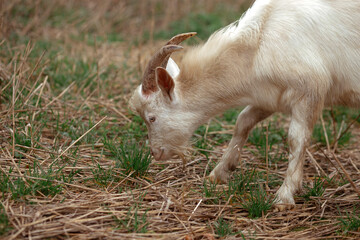 Naklejka na ściany i meble Cute little goat eat grass in the field in the village. Beautiful autumn