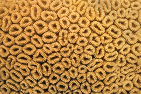 Organic texture of the honeycomb hard coral  - Favia Favus