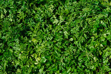Solid green background of parsley or carrot leaves. View from top..