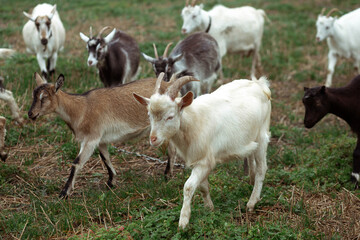 Cute little goats eat grass in the field against the background of the forest in the village. Beautiful autumn
