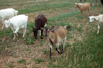 Cute little goats eat grass in the field against the background of the forest in the village. Beautiful autumn