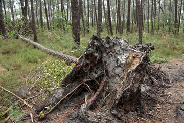 France, Aquitaine , Gironde, pin déraciné par une violente tempête de vent dans la forêt des Landes. - obrazy, fototapety, plakaty