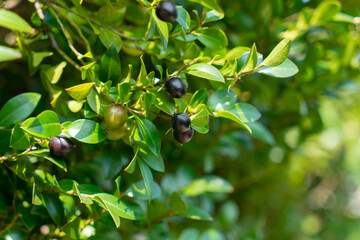 olives on the tree in spring