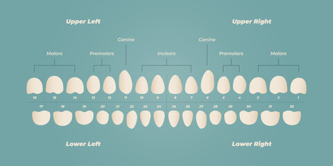 Medical dental diagram illustration. Orthodontist human tooth anatomy. Vector infographics with teeth diagrams.