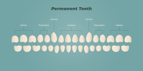 Medical dental diagram illustration. Orthodontist human tooth anatomy. Vector infographics with teeth diagrams.
