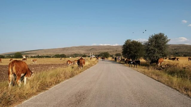 View of cows on road. 4K Footage in Turkey