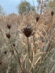 Closeup of brown wild carrot seeds with selective focus on foreground