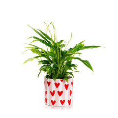 Potted Spathiphyllum plant with white flowers isolated on white