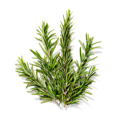 Rosemary herb spice leaves isolated on white background. top view