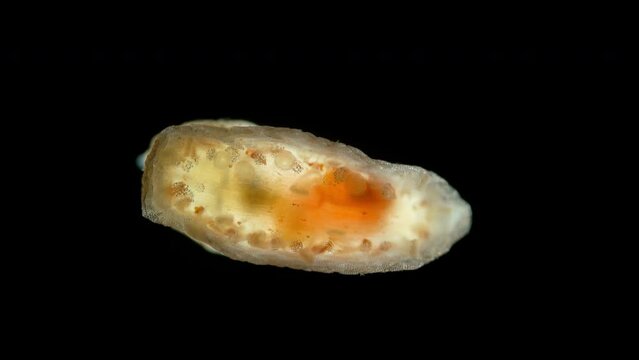 Pentacula Holothuroidea larva, Juvenile sea cucumber under microscope, type Echinodermata, a very unusual organism, at this stage, she sank to bottom and crawled in search of food. Barents Sea