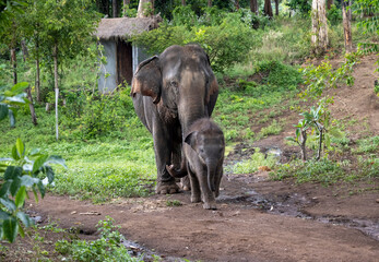 Mère éléphant d'Asie et son petit