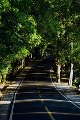 view of a beautiful road in the forest