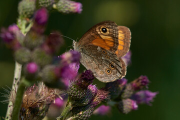 Fototapeta premium Braunauge (Lasiommata maera) 