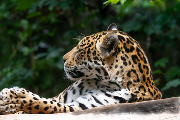 Fototapeta na wymiar Close up headshot of a captive leopard (Pantherus pardus) resting on a branch during the daylight
