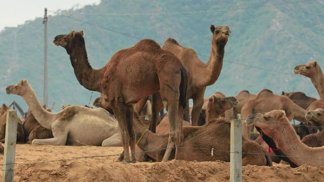 Camels at the Pushkar Fair, also called the Pushkar Camel Fair or locally as Kartik Mela is an annual multi-day livestock fair and cultural held in the town of Pushkar Rajasthan, India.